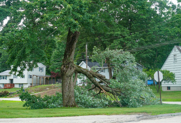 How Our Tree Care Process Works  in  Corinth, TX